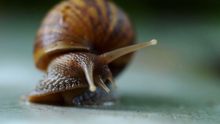 동물 야생동물 백그라운드 자연 연체동물 나선형 사람없음 야외 갈색 껍질 느림 식용 끈적임 4K MOV 해외동영상 클립영상 컬러 무늬 무척추동물 생태계 동영상 파일형식