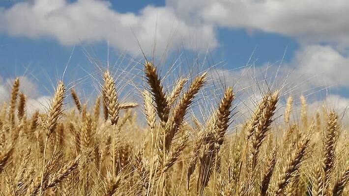 식물 줄기 밭 농업 자연 하늘 바람 씨앗 풍경 초원 사람없음 야외 초록색 여름 파란색 농작물 농장 노란색 환경 수확 성장 재산 황금 닫기 낟알 땅 밀 흔들림 귀 밀짚 내추럴 숙성 호밀 MOV 해외동영상 클립영상 자연요소 계절 산업 컬러 모션 날씨 곡류 신체부위 금융 짚 생태계 동영상 파일형식