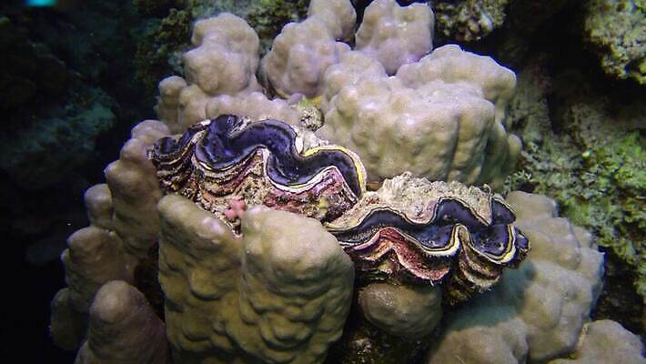 동물 야생동물 모래 바다 컬러 자연 조개 연체동물 이집트 어류 사람없음 빨간색 물 파란색 뷰티 환경 바닷속 수중 수영 껍질 산호 산호초 큼 다이빙 스쿠버다이빙 소금 암초 홍해 폴리네시아 거인 석호 깊이 4K MP4 해외동영상 클립영상 자연요소 아프리카 어패류 무척추동물 수중동물 수상스포츠 수중식물 오세아니아 자포동물 크기 생태계 동영상 수중스포츠 파일형식