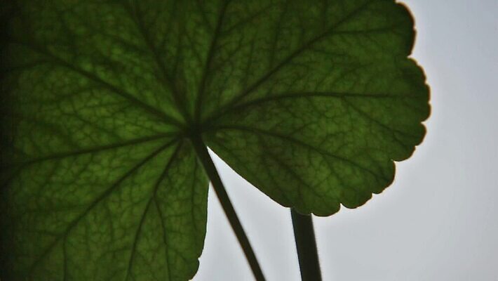 식물 꽃 분홍색 컬러 꽃다발 백그라운드 잎 꽃무늬 자연 사람없음 야외 장식 빨간색 초록색 컬러풀 환경 정원 보라색 봄 성장 벚꽃 흰색 신선 개화 닫기 숲 원예 데이지 내추럴 돌봄 원예사 제라늄 MOV 해외동영상 클립영상 직업 계절 무늬 모션 취미 생태계 동영상 파일형식