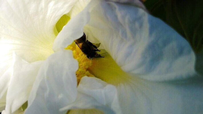 나무 식물 동물 꽃 곤충 모션 자연 실내 사람없음 걷기 모임 흰색 닫기 꿀벌 벌 수집 묘사 속도 보케 꽃가루 꿀 느림 동물상 블러효과 MP4 해외동영상 클립영상 컬러 내부 조형물 벌_곤충 가루 생태계 동영상 블러 파일형식 효과