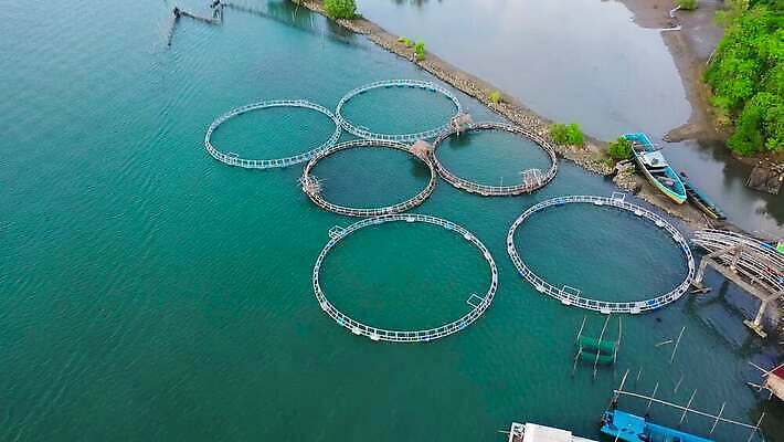 나무 식물 산업 아시아 호수 바다 섬 비즈니스 자연 하늘 표면 낚시 안테나 어류 사람없음 물 경제 파란색 농장 환경 잡기 만 원형 그물 숲 당구 해산물 새장 어장 항공촬영 밭일 소금물 수경재배 조감도 4K MOV 해외동영상 클립영상 자연요소 도형 나라 뷰포인트 컬러 농업 통신 모션 레저 구기 수중동물 생태계 동영상 케이지 파일형식