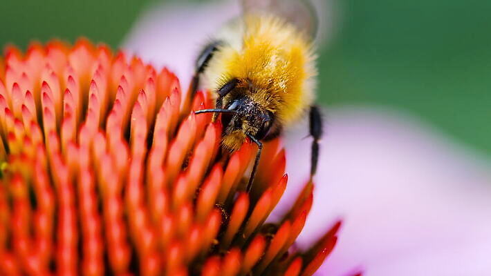 식물 동물 꽃잎 꽃 분홍색 곤충 백그라운드 날개 자연 사람없음 야외 초록색 여름 정원 보라색 줄무늬 벚꽃 수분 벌 꽃가루 원뿔 호박벌 4K MOV 해외동영상 클립영상 도형 계절 컬러 무늬 벌_곤충 가루 생태계 동영상 파일형식