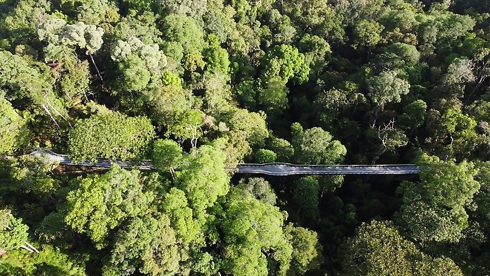 나무 길 여행 자연 건강 풍경 사람없음 야외 초록색 여름 여행객 걷기 환경 덮개 체험 재산 숲 서식지 말레이시아 내추럴 4K 페낭 MP4 해외동영상 클립영상 식물 계절 아시아 컬러 컨셉 모션 사람 금융 뚜껑 생태계 동영상 파일형식