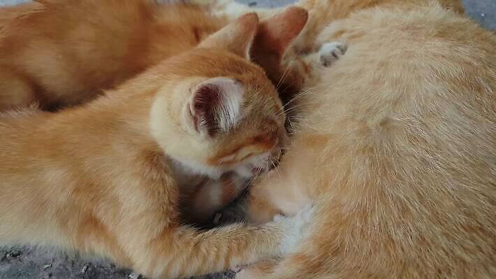 동물 여자 어린이 음식 포유류 가족 자연 엄마 휴식 털 사랑 사람없음 마을 고양이 우유 간호사 아기 최고 닫기 빨다 작음 먹이 모피 먹기 간호 배고픔 부드러움 솜털 4K MP4 해외동영상 클립영상 감정 컨셉 관계 모션 유제품 사람 반려동물 의료진 감각 크기 생태계 동영상 파일형식