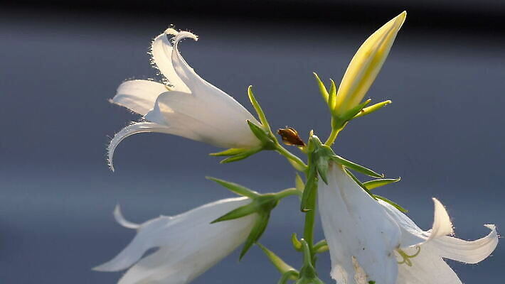 식물 동물 꽃잎 꽃 화초 줄기 컬러 꽃다발 백그라운드 자연 사람없음 초록색 빛 뷰티 노란색 새싹 검은색 활발 벚꽃 종 흰색 개화 내추럴 캄파눌라 호박벌 MOV 해외동영상 클립영상 컨셉 벌_곤충 생태계 동영상 파일형식