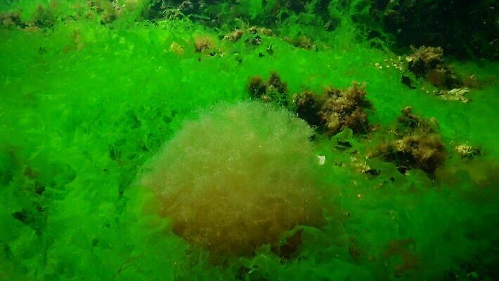 식물 야생동물 바다 백그라운드 자연 사람없음 초록색 물 세계 바닷속 수중 해조류 광합성 산화 생태학 소금물 4K 수중영상 MP4 해외동영상 클립영상 자연요소 동물 교육 컬러 해양식물 생태계 동영상 파일형식