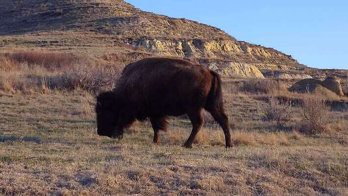 동물 공원 남자 야생동물 포유류 자연 털 사람없음 여름 갈색 계곡 미국 군중 방목 들소 황소 짝짓기 와이오밍 전국 4K MP4 해외동영상 클립영상 계절 공공시설 컬러 북아메리카 사람 소 축산업 생태계 동영상 파일형식