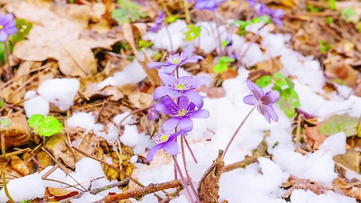 식물 계절 꽃 백그라운드 잎 겨울 자연 부활절 새로움 사람없음 초록색 햇빛 뷰티 정원 보라색 얼음 봄 추위 성장 흰색 시간 개화 4월 크리스탈 속도 서리 내추럴 헌병 4K 타임랩스 MP4 해외동영상 클립영상 자연요소 기념일 컬러 컨셉 촬영기법 태양 군인 날짜 광석 생태계 동영상 파일형식