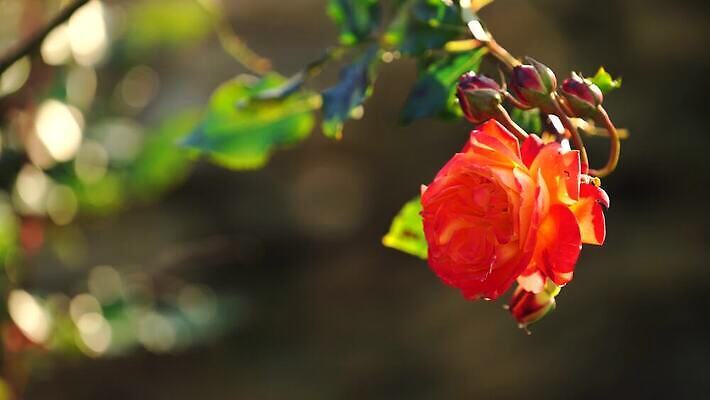 식물 꽃 컬러 백그라운드 자연 사람없음 장미 정원 관목 보케 화단 블러 4K MOV 해외동영상 클립영상 나무 생태계 동영상 파일형식