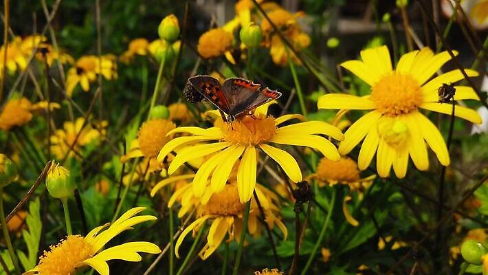 식물 동물 꽃 나비 곤충 잎 모션 자연 사람없음 초록색 노란색 새싹 마시기 황금 닫기 작음 먹기 관목 묘사 속도 데이지 보케 꽃가루 상록수 꿀 느림 구리 블러효과 수유 MP4 해외동영상 클립영상 나무 컬러 원소 크기 가루 생태계 동영상 블러 파일형식 효과