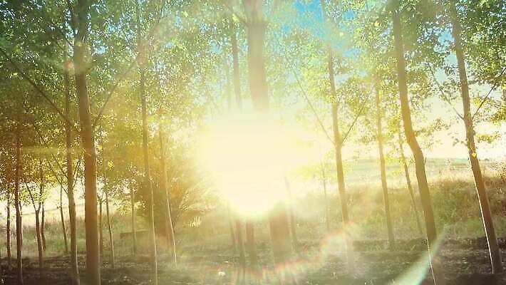 나무 식물 계절 공원 길 컬러 백그라운드 잎 모션 자연 풍경 사람없음 야외 목재 초록색 여름 빛 햇빛 태양 일출 환경 맑음 침묵 일몰 봄 산책 꿈 광선 가을 나뭇가지 소나무 숲 오솔길 내추럴 1인칭시점 4K MP4 해외동영상 클립영상 자연요소 시선 공공시설 재료 날씨 휴식 노을 소리 생태계 동영상 파일형식