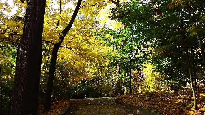 나무 식물 계절 공원 컬러 여행 백그라운드 단풍 잎 패턴 오렌지 자연 풍경 사람없음 야외 빨간색 초록색 컬러풀 갈색 노란색 정원 맑음 가을 뱀 황금 숲 장면 내추럴 우크라이나 4K MP4 해외동영상 클립영상 공공시설 유럽 무늬 과일 파충류 날씨 생태계 동영상 파일형식