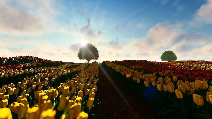 식물 전통 계절 꽃잎 꽃 유럽 여행 꽃무늬 농업 자연 하늘 바람 사람없음 야외 빨간색 햇빛 노란색 맑음 일몰 봄 풍차 튤립 안개 벚꽃 풍력에너지 네덜란드 개성 암스테르담 4K MOV 해외동영상 클립영상 자연요소 나라 산업 컬러 무늬 날씨 태양 노을 그린에너지 생태계 동영상 파일형식