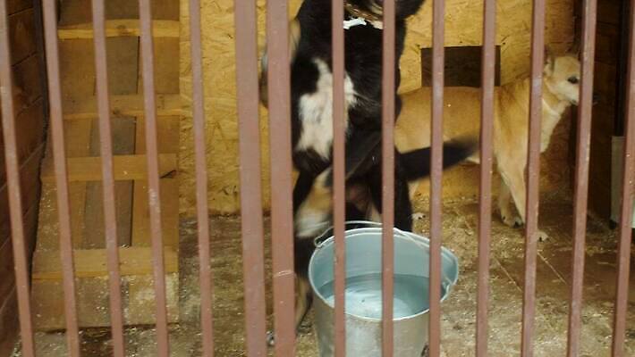 동물 자연 친절 주택 털 사랑 사람없음 야외 울타리 반려동물 갈색 우정 기쁨 만지기 기다림 구출 개 보호 꼬리 새장 송곳니 노숙자 4K MOV 해외동영상 클립영상 감정 컬러 컨셉 포유류 모션 건물 친구 담장 도움 치아 생태계 동영상 케이지 파일형식