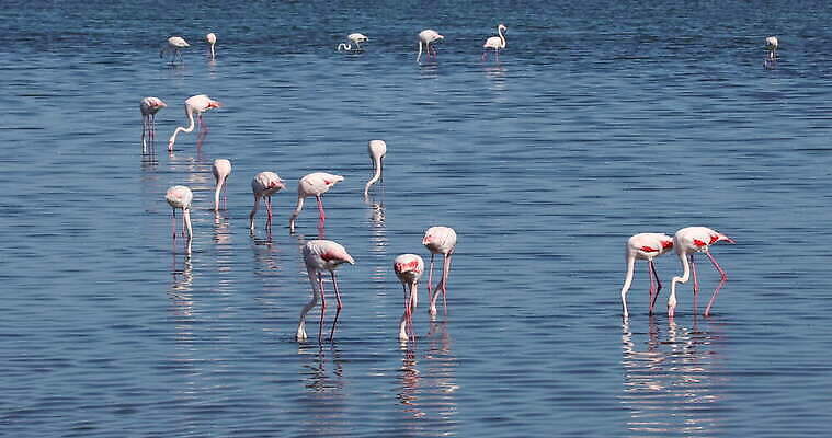 동물 야생동물 분홍색 가족 아프리카 자연 조류 낚시 생물 종류 성인 사람없음 물 환경 흰색 만 행운 그룹 우아함 보호 습지 큼 플라밍고 지역 멸종 서식지 흐림 남쪽 석호 내추럴 2018년 나미비아 넘어짐 서쪽 4K MOV 해외동영상 클립영상 자연요소 나라 컬러 컨셉 관계 모션 레저 날씨 사람 크기 연도 방향 생태계 동영상 남아프리카 파일형식