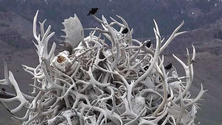 동물 야생동물 벽 백그라운드 자연 사슴 뼈 뿔 사람없음 장식 머리 흰색 큼 자르기 트로피 사냥 고립 엘크 해골모형 4K MP4 해외동영상 클립영상 컬러 포유류 모션 신체부위 모형 크기 상_우승 생태계 동영상 파일형식