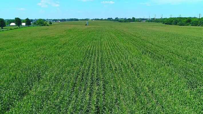 식물 계절 산업 백그라운드 잎 밭 농업 채소 자연 하늘 옥수수 풍경 사람없음 야외 초록색 여름 파란색 농작물 태양 농장 농경지 환경 맑음 봄 수확 성장 시골 낟알 땅 유기농 장면 내추럴 드론 밭일 세련 4K MOV 해외동영상 클립영상 자연요소 웰빙 컬러 날씨 곡류 생태계 동영상 파일형식