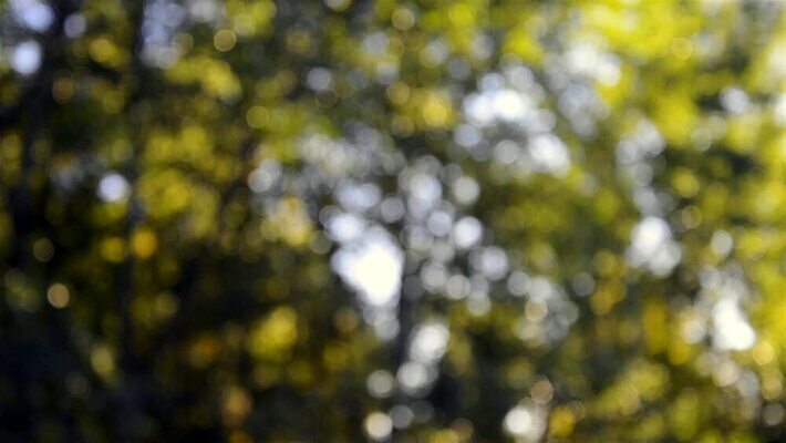 나무 식물 컬러 백그라운드 잎 패턴 자연 바람 추상 파노라마 사람없음 야외 초록색 빛 맑음 거품 원형 소프트포커스 숲 질감 보케 내추럴 광 블러 패닝샷 효과 MOV 해외동영상 클립영상 자연요소 도형 무늬 날씨 촬영기법 생태계 동영상 파일형식