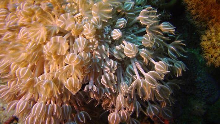 동물 야생동물 바다 여행 백그라운드 자연 이집트 어류 사람없음 빨간색 물 파란색 환경 바닷속 수중 수영 수중동물 산호 산호초 작음 생태계 다이빙 스쿠버다이빙 부드러움 암초 홍해 촉수 해파리 이국적 4K MP4 해외동영상 클립영상 자연요소 컬러 아프리카 수상스포츠 감각 수중식물 자포동물 크기 동영상 수중스포츠 파일형식