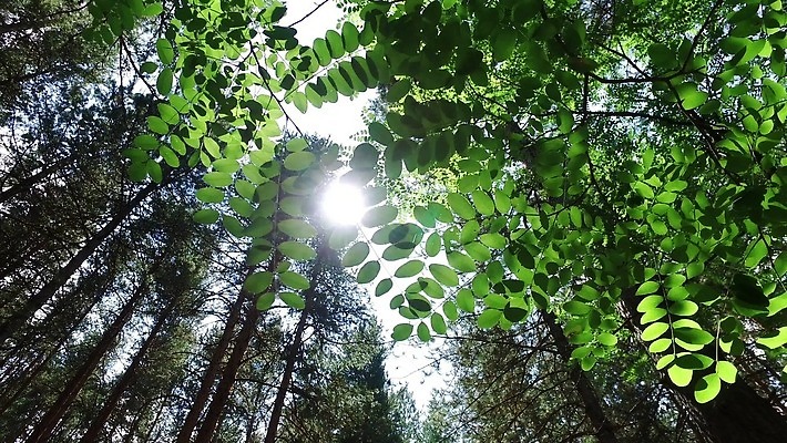 나무 식물 잎 사람없음 초록색 빛 봄 숲 생태계 상록수 서식지 생태학 양치류 워싱턴 4K MP4 해외동영상 클립영상 계절 교육 컬러 미국 동영상 파일형식