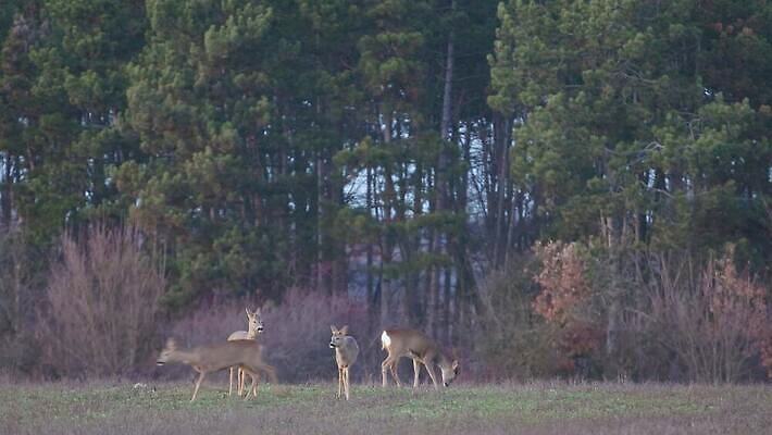동물 야생동물 포유류 자연 초식동물 사슴 함께함 뿔 사람없음 야외 가로 갈색 귀여움 점프 황혼 일몰 관찰 황무지 숲 호기심 사냥 숨김 내추럴 동물상 삼림지대 암사슴 천진난만 4K MP4 해외동영상 클립영상 감정 컬러 컨셉 모션 조형물 노을 암컷 생태계 동영상 파일형식