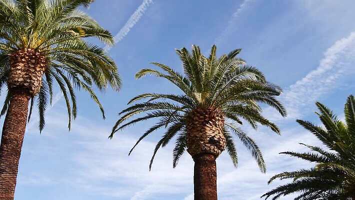 디자인 상징 로우앵글 여행 백그라운드 하늘 휴가 왕관 사람없음 여름 야자수 햇빛 뷰티 맑음 미국 꿈 자유 분위기 질감 심플 캘리포니아 태평양 할리우드 로스앤젤레스 이국적 파라다이스 카피스페이스 플로리다 미니멀 4K 산타모니카 MP4 해외동영상 클립영상 나무 계절 바다 뷰포인트 컨셉 북아메리카 날씨 태양 공백 동영상 파일형식