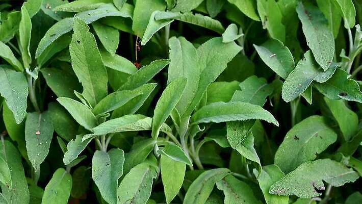 식물 아시아 종교 음식 벽 불교 자연 하늘 동양인 사람없음 초록색 교회 힘 기도 사찰 역사 재산 허브 심볼 명상 캄보디아 신화 안심 동쪽 내추럴 세이지 여신 옛날 철학 회복 힌두교 4K MP4 해외동영상 클립영상 교육 나라 컬러 컨셉 종교건축 육류 인종 건물 금융 방향 생태계 동영상 파일형식