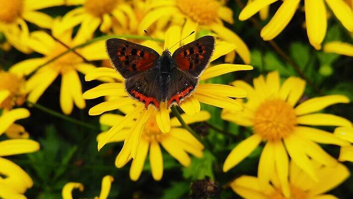 식물 동물 꽃 나비 곤충 잎 모션 자연 사람없음 초록색 노란색 새싹 마시기 황금 닫기 작음 먹기 관목 묘사 속도 데이지 보케 꽃가루 상록수 꿀 느림 구리 블러효과 수유 MP4 해외동영상 클립영상 나무 컬러 원소 크기 가루 생태계 동영상 블러 파일형식 효과