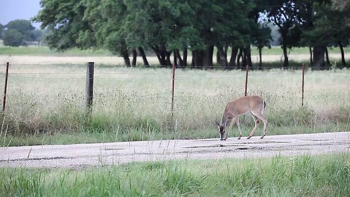 동물 도로 야생동물 포유류 자연 사슴 사람없음 물 울타리 마시기 흰색 황무지 꼬리 암사슴 MOV 해외동영상 클립영상 자연요소 길 컬러 교통시설 모션 담장 암컷 생태계 동영상 파일형식