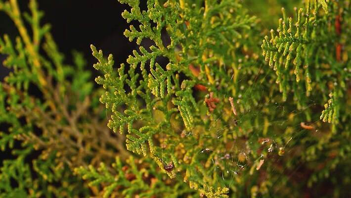 나무 식물 계절 공원 백그라운드 잎 크리스마스 겨울 패턴 자연 휴가 새로움 풍경 사람없음 야외 목재 장식 초록색 여름 파란색 빛 태양 봄 흰색 나뭇가지 신선 소나무 바늘 닫기 숲 연도 묘사 상록수 침엽수 전나무 원뿔 내추럴 가문비나무 4K MOV 해외동영상 클립영상 자연요소 도형 공공시설 기념일 컬러 컨셉 무늬 재료 모션 도구 생태계 동영상 파일형식