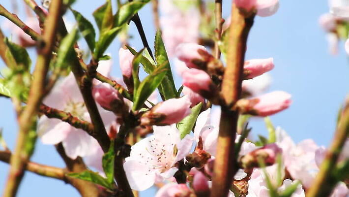 나무 식물 계절 꽃잎 꽃 줄기 잎 자연 바람 풍경 사람없음 야외 햇빛 정원 일본 봄 성장 벚꽃 나뭇가지 전원 신선 개화 체리 수분 4월 벌 화단 부드러움 꿀 MOV 해외동영상 클립영상 자연요소 아시아 곤충 과일 날씨 태양 감각 날짜 전기에너지 생태계 동영상 파일형식