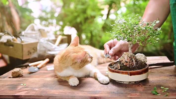 나무 식물 동물 백인 라이프스타일 공원 행복 자연 휴식 노동자 주택 건강 사랑 씨앗 취미 장식 초록색 반려동물 환경 정원 흙 장비 신선 작업 원예 내추럴 심기 원예사 위생관리 그리너리 코로나바이러스 사회적거리두기 4K MOV 해외동영상 클립영상 서양인 직업 공공시설 감정 캠페인 컬러 컨셉 모션 관리 건물 생활 바이러스 생태계 동영상 파일형식 트랜드컬러