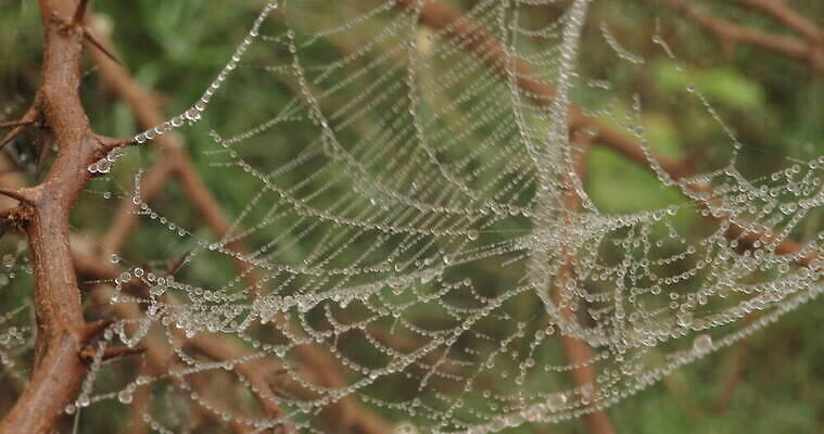 모양 나무 동물 디자인 벽 곤충 백그라운드 패턴 창문 자연 추상 주택 실내 사람없음 장식 환경 디지털 웹 젖음 수확 안개 실 닫기 유령 거미줄 질감 거미 낭비 모기 블러 호러 흉터 4K MOV 해외동영상 클립영상 식물 컨셉 무늬 농업 인터넷 모션 날씨 내부 건물 해충 상처 생태계 공포 동영상 파일형식