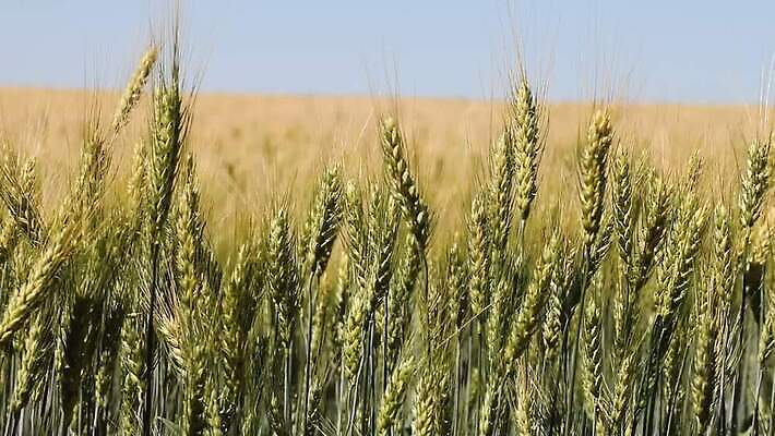 식물 줄기 밭 농업 자연 하늘 바람 씨앗 사람없음 야외 초록색 파란색 농작물 농장 노란색 환경 수확 성장 재산 황금 닫기 낟알 땅 밀 흔들림 귀 밀짚 내추럴 숙성 호밀 MOV 해외동영상 클립영상 자연요소 산업 컬러 모션 날씨 곡류 신체부위 금융 짚 생태계 동영상 파일형식