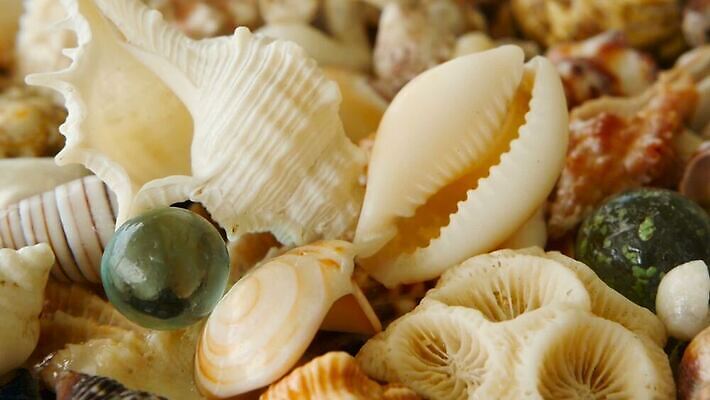 동물 디자인 음식 모래 파도 바다 여행 백그라운드 패턴 자연 휴가 조개 불가사리 연체동물 나선형 갑각류 해변 사람없음 장식 여름 갈색 놀람 껍질 흰색 변화 산호 수집 해산물 질감 달팽이 수족관 가리비 내추럴 섞기 앵무조개 이국적 파라다이스 비어있는 MOV 해외동영상 클립영상 계절 감정 컬러 컨셉 무늬 어패류 극피동물 무척추동물 표정 자포동물 생태계 동영상 파일형식