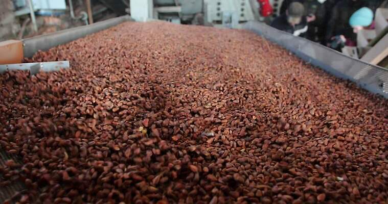 모양 나무 식물 백그라운드 씨앗 사람없음 빨간색 농작물 갈색 견과류 껍질 흰색 소나무 그룹 작음 질감 날것 상록수 침엽수 내추럴 고립 삼나무 숙성 시베리아 4K MOV 해외동영상 클립영상 컬러 농업 크기 동영상 파일형식