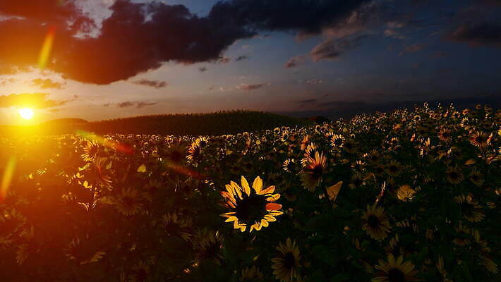 식물 계절 꽃잎 꽃 백그라운드 잎 꽃무늬 밭 농업 오렌지 자연 해바라기 사람없음 야외 초록색 파란색 농작물 햇빛 태양 농장 노란색 일출 맑음 일몰 수확 성장 벚꽃 시골 개화 황금 땅 유기농 꽃가루 천국 내추럴 밭일 많음 4K MOV 해외동영상 클립영상 자연요소 웰빙 산업 컬러 컨셉 무늬 과일 날씨 노을 가루 생태계 동영상 파일형식