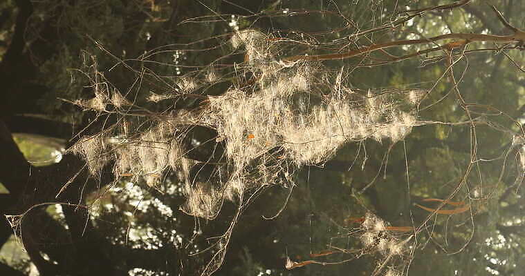 모양 나무 동물 디자인 벽 곤충 백그라운드 패턴 자연 추상 주택 실내 사람없음 장식 환경 디지털 웹 젖음 수확 안개 실 닫기 유령 거미줄 질감 거미 낭비 모기 블러 호러 흉터 4K MOV 해외동영상 클립영상 식물 컨셉 무늬 농업 인터넷 모션 날씨 내부 건물 해충 상처 생태계 공포 동영상 파일형식