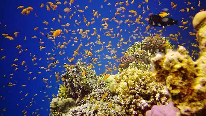 동물 야생동물 바다 컬러 백그라운드 자연 낚시 이집트 어류 사람없음 빨간색 물 파란색 컬러풀 환경 바닷속 수중 수영 수중동물 산호 산호초 다이빙 스쿠버다이빙 소금 암초 홍해 해파리 깊이 생태학 이국적 4K MP4 해외동영상 클립영상 자연요소 교육 아프리카 레저 수상스포츠 수중식물 자포동물 생태계 동영상 수중스포츠 파일형식