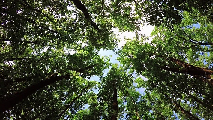 나무 식물 계절 공원 여행 백그라운드 잎 자연 하늘 휴식 사람없음 야외 목재 초록색 빛 햇빛 환경 꿈 성장 시골 신선 숲 큼 내추럴 삼림지대 4K MP4 해외동영상 클립영상 공공시설 컬러 컨셉 재료 태양 크기 생태계 동영상 파일형식