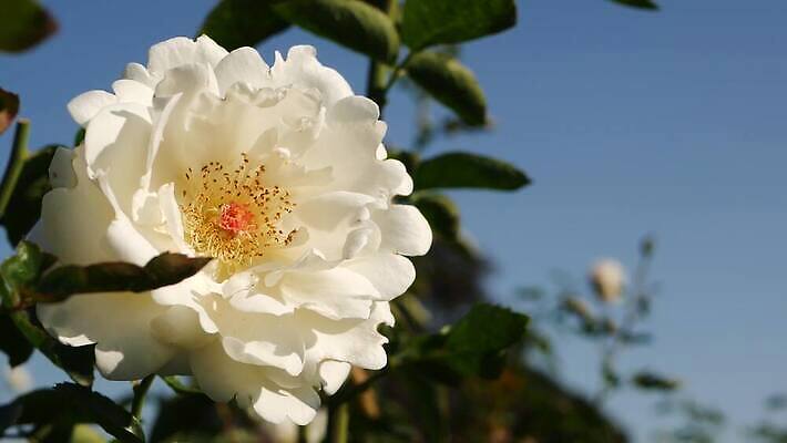 식물 영어 공원 꽃잎 꽃 분홍색 컬러 꽃다발 곤충 자연 친절 발렌타인데이 사람없음 장식 초록색 여름 컬러풀 햇빛 장미 정원 벚꽃 시골 신선 개화 닫기 선택 꿀벌 소프트포커스 수분 벌 보케 꽃가루 부드러움 향 꿀 묵주 그리너리 4K MP4 해외동영상 클립영상 동물 문자 계절 공공시설 컨셉 종교용품 모션 데이이벤트 촬영기법 태양 감각 벌_곤충 가루 생태계 동영상 파일형식 트랜드컬러