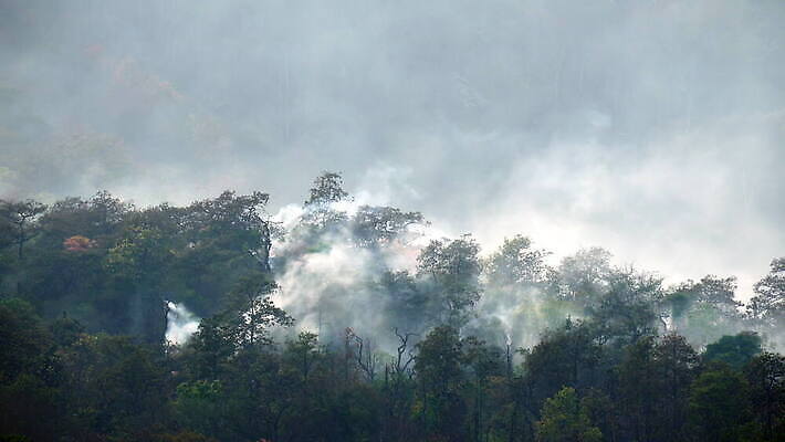 나무 태국 자연 불꽃 산 동양인 사람없음 야외 여름 환경 손상 뜨거움 황무지 연기 보호 야간 숲 위험 열대우림 땅 캘리포니아 장면 온도 브라질 내추럴 연소 생태학 재 재앙 화상 4K MOV 해외동영상 클립영상 자연요소 식물 계절 교육 아시아 컨셉 불 인종 미국 남아메리카 상처 생태계 동영상 파일형식