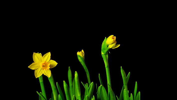 식물 계절 꽃잎 꽃 줄기 컬러 잎 꽃무늬 모션 자연 부활절 새로움 실내 사람없음 초록색 뷰티 노란색 머리 정원 검은색 봄 활발 펼침 성장 벚꽃 시간 개화 변화 작음 묘사 속도 서식 수선화 개발 고립 방법 4K 타임랩스 MOV 해외동영상 클립영상 기념일 컨셉 무늬 촬영기법 내부 신체부위 크기 생태계 동영상 파일형식