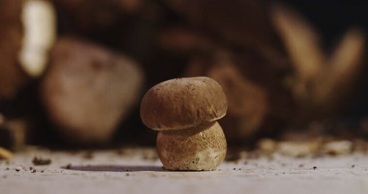 손 여자 음식 사람없음 버섯 신선 그룹 작음 큼 왕 청소 준비 먼지 곰팡이 그물버섯 번 페니 많음 4K MOV 해외동영상 클립영상 빵 컨셉 사람 신체부위 동전 크기 동영상 파일형식