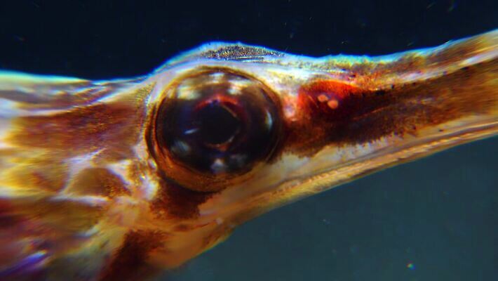 동물 야생동물 바다 자연 어류 사람없음 물 환경 바닷속 수중 수중동물 지중해 생태계 다이빙 내추럴 동물상 생태학 소금물 우크라이나 4K MP4 해외동영상 클립영상 자연요소 교육 유럽 조형물 수영 동영상 수중스포츠 파일형식