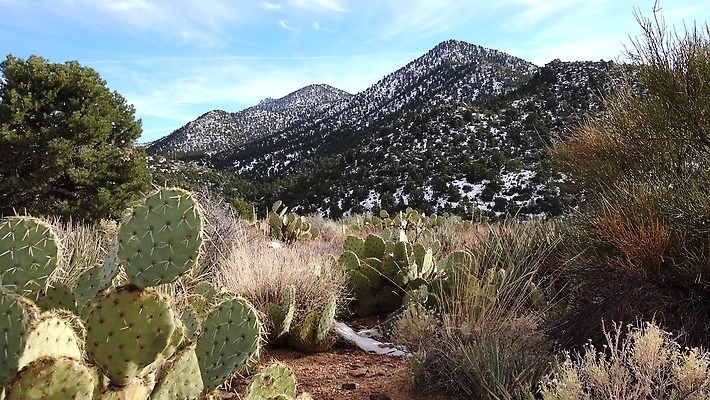 식물 꽃 분홍색 백그라운드 꽃무늬 과일 자연 날씨 선인장 건조 풍경 사람없음 초록색 여름 파란색 컬러풀 보라색 사막 뜨거움 가시 냄비 척추 내추럴 다육식물 4K MP4 해외동영상 클립영상 계절 컬러 무늬 뼈 솥 생태계 동영상 파일형식