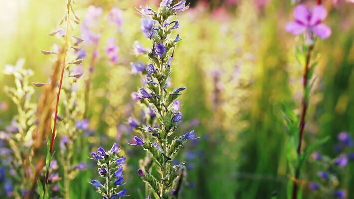 식물 계절 꽃 분홍색 백그라운드 잎 꽃무늬 밭 모션 자연 아침 풍경 초원 사람없음 야외 가로 초록색 여름 파란색 컬러풀 햇빛 일출 환경 맑음 보라색 고요 들꽃 성장 벚꽃 전원 신선 큼 보케 강렬 멀티 MOV 해외동영상 클립영상 주간 컬러 무늬 농업 날씨 태양 노을 전기에너지 크기 생태계 동영상 파일형식