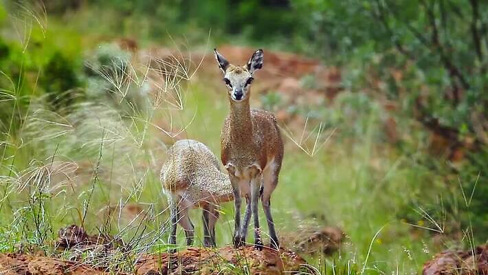 동물 커플 여자 남자 야생동물 2 포유류 아프리카 자연 바람 국립공원 사람없음 야외 앞모습 관광지 황무지 보호 사파리 영양 남아프리카 보츠와나 보호구역 사바나 크루거 MOV 해외동영상 클립영상 자연요소 공원 나라 뷰포인트 여행 컨셉 관계 날씨 사람 생태계 동영상 남아프리카공화국 구역 파일형식