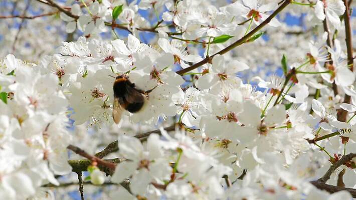 나무 식물 계절 공원 꽃잎 꽃 컬러 백그라운드 잎 꽃무늬 과일 자연 하늘 사람없음 야외 파란색 빛 정원 맑음 봄 성장 벚꽃 흰색 나뭇가지 신선 업무 개화 체리 달콤 사과 작음 묘사 꽃가루 꿀 내추럴 호박벌 4K MP4 해외동영상 클립영상 공공시설 무늬 날씨 작업 맛 벌_곤충 크기 가루 생태계 동영상 파일형식